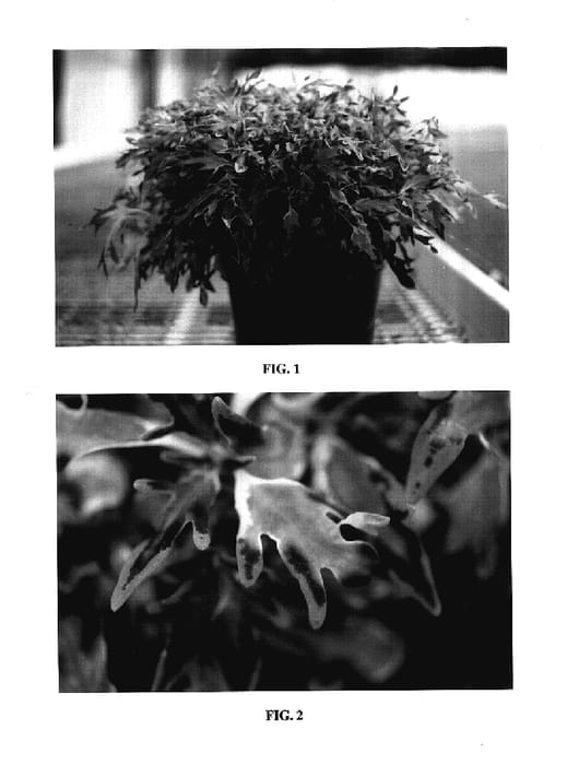 Figure 1 of US plant patent PP17762, the photograph of Kakegawa CE11 printed in the patent.