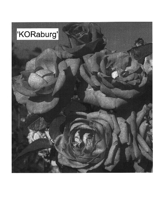 Figure 1 of US plant patent PP17763, the photograph of KORaburg printed in the patent.