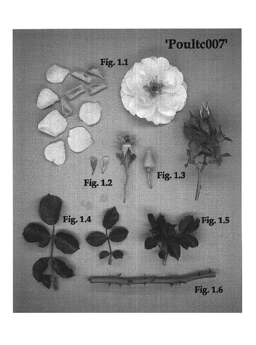 Figure 1 of US plant patent PP17764, the photograph of Poultc007 printed in the patent.