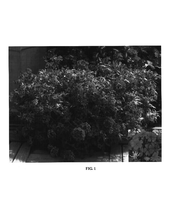 Figure 1 of US plant patent PP17765, the photograph of Rap Horose printed in the patent.