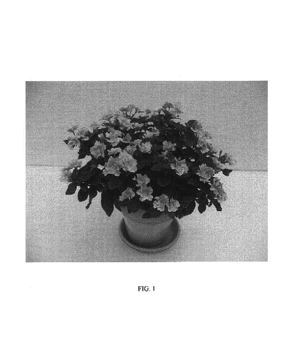 Figure 1 of US plant patent PP17766, the photograph of KITAJIMA ANGEL TUTU printed in the patent.