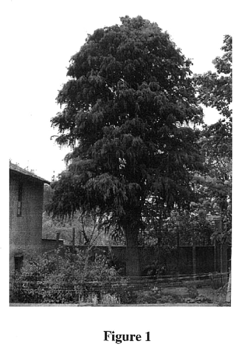 Figure 1 of US plant patent PP17767, the photograph of Dongfangshan printed in the patent.