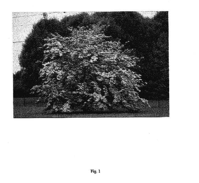 Figure 1 of US plant patent PP17768, the photograph of KF1-1 printed in the patent.