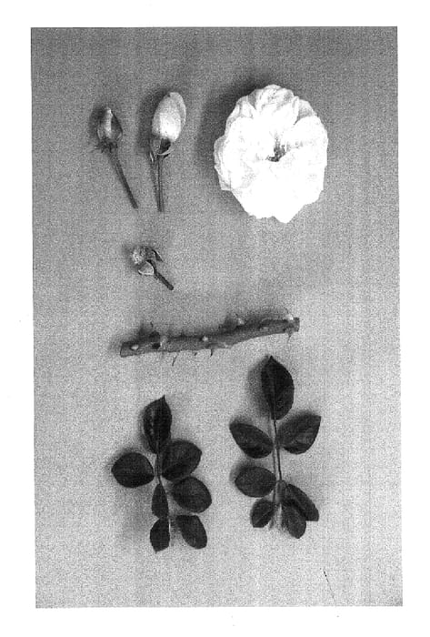 Figure 1 of US plant patent PP17769, the photograph of KORuteli printed in the patent.