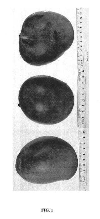 Figure 1 of US plant patent PP17770, the photograph of B74 printed in the patent.