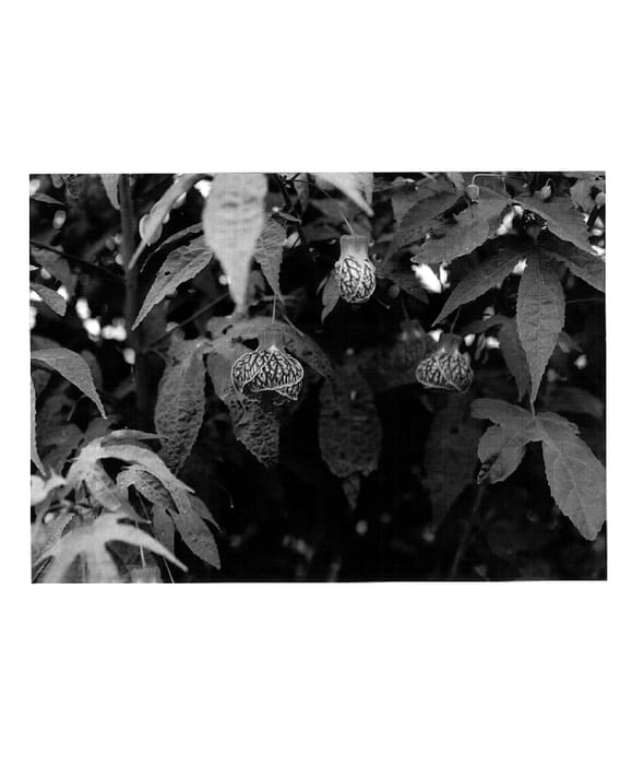Figure 1 of US plant patent PP17771, the photograph of ATN RT5 printed in the patent.