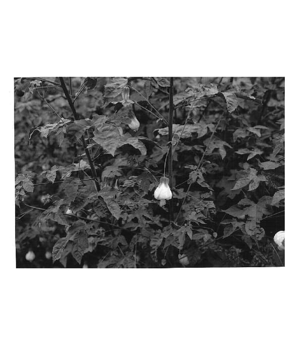 Figure 1 of US plant patent PP17772, the photograph of ATN YB5 printed in the patent.