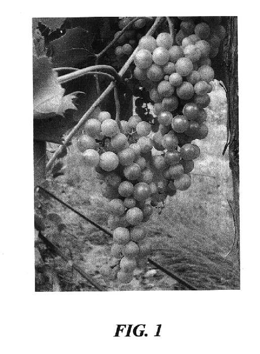 Figure 1 of US plant patent PP17773, the photograph of DM 8313-1 printed in the patent.