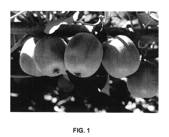 Figure 1 of US plant patent PP17774, the photograph of Hort51-1785 printed in the patent.