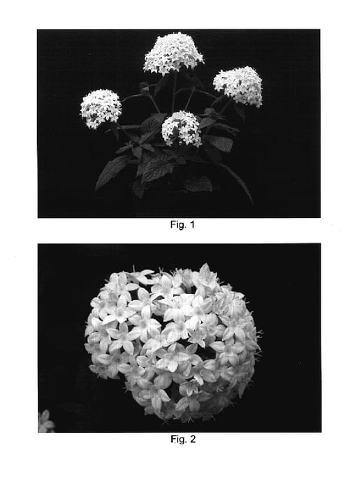 Figure 1 of US plant patent PP17775, the photograph of NAKPEN004 printed in the patent.
