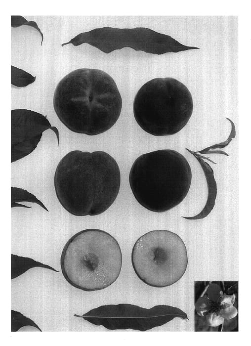 Figure 1 of US plant patent PP17776, the photograph of CRIMSON PRINCESS printed in the patent.