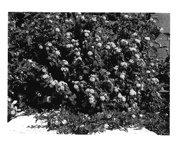 Figure 1 of US plant patent PP17777, the photograph of Robpatgol printed in the patent.