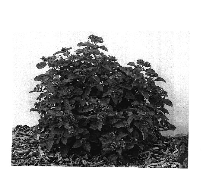 Figure 1 of US plant patent PP17778, the photograph of Robpatlol printed in the patent.
