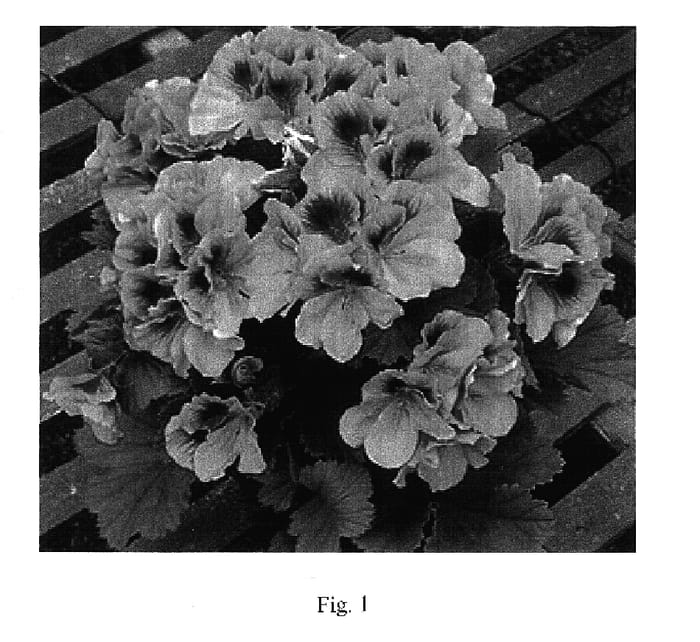 Figure 1 of US plant patent PP17779, the photograph of Elegance Lavender printed in the patent.