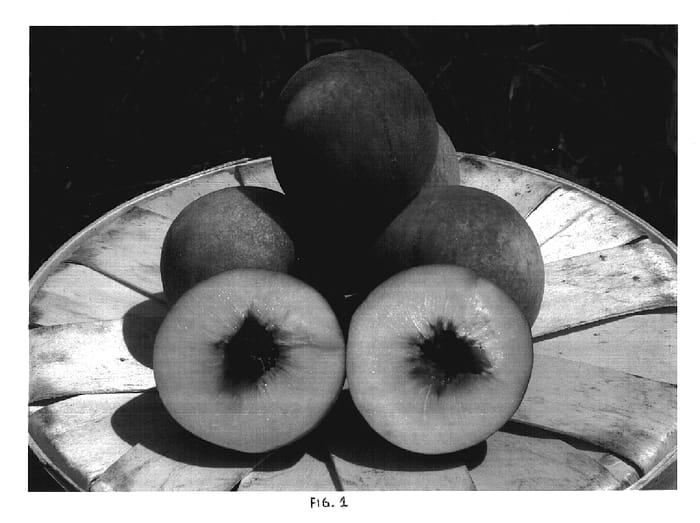 Figure 1 of US plant patent PP17780, the photograph of Carolina Gold printed in the patent.