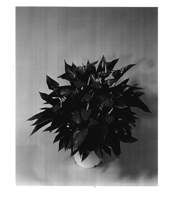 Figure 1 of US plant patent PP17781, the photograph of TWYAN0015 printed in the patent.
