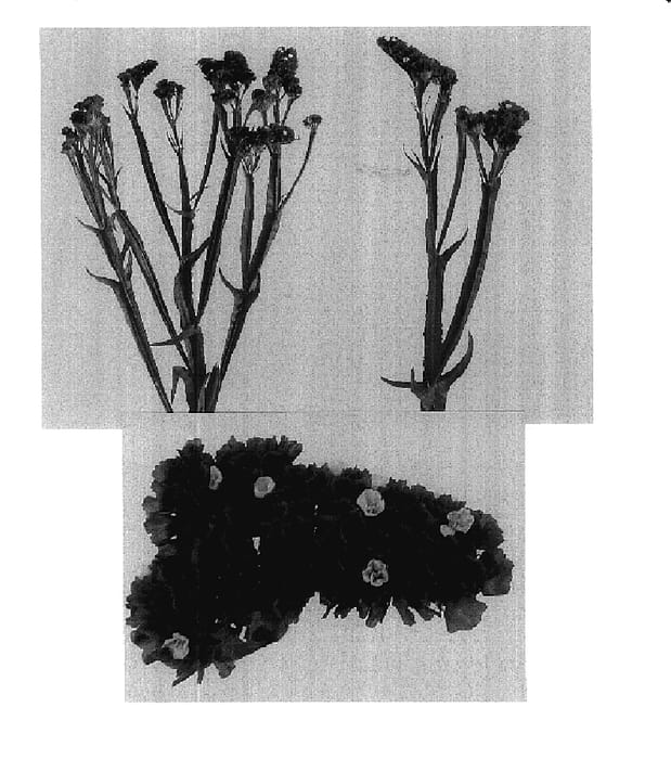 Figure 1 of US plant patent PP17782, the photograph of Esm Ara printed in the patent.