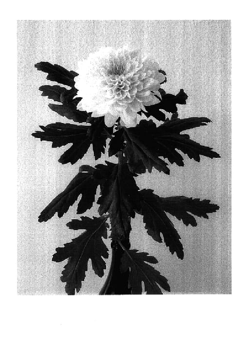 Figure 1 of US plant patent PP17783, the photograph of Dekalgarve printed in the patent.