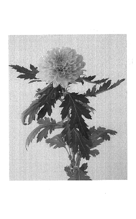 Figure 1 of US plant patent PP17784, the photograph of Dekmallorca printed in the patent.