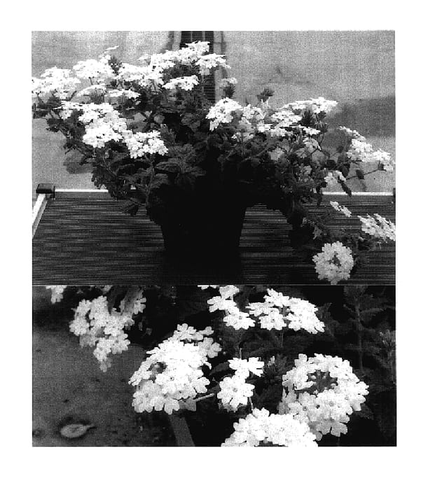 Figure 1 of US plant patent PP17785, the photograph of Sunvivaho printed in the patent.