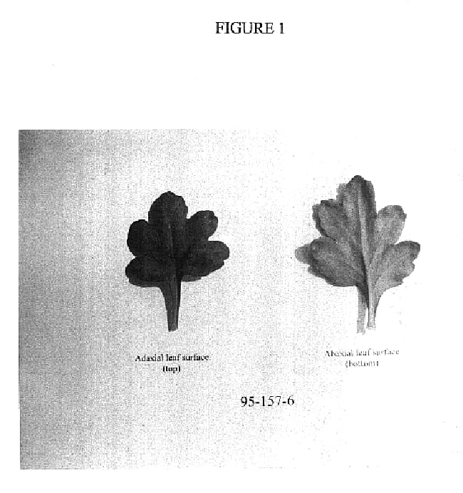Figure 1 of US plant patent PP17786, the photograph of 95-157-6 printed in the patent.