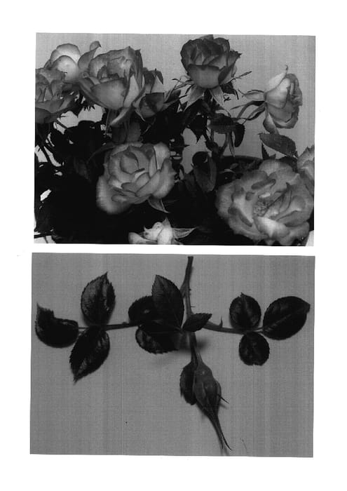 Figure 1 of US plant patent PP17787, the photograph of SAVaworry printed in the patent.