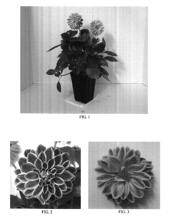 Figure 1 of US plant patent PP17788, the photograph of Dapasulo printed in the patent.