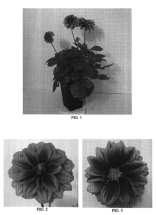 Figure 1 of US plant patent PP17789, the photograph of Dapasuje printed in the patent.