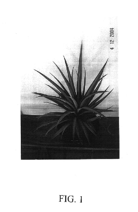 Figure 1 of US plant patent PP17790, the photograph of Xanda printed in the patent.