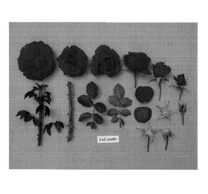 Figure 1 of US plant patent PP17791, the photograph of JACamite printed in the patent.
