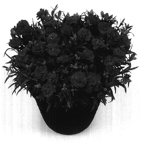 Figure 1 of US plant patent PP17792, the photograph of Classica printed in the patent.