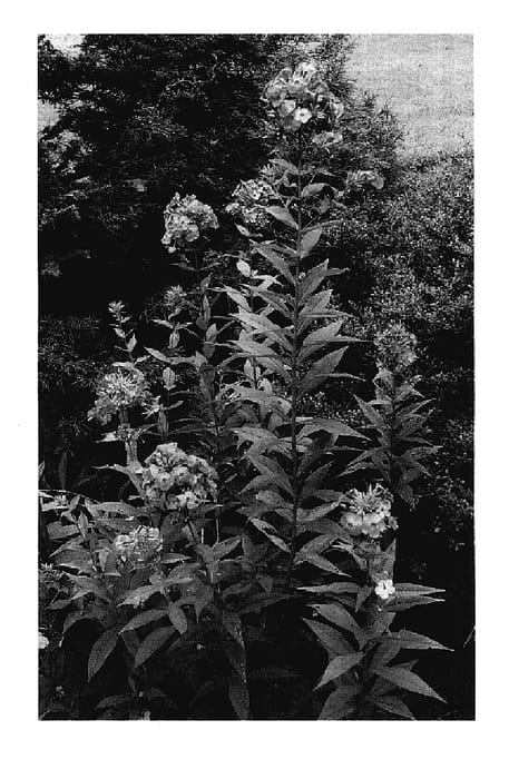 Figure 1 of US plant patent PP17793, the photograph of David's Lavender printed in the patent.