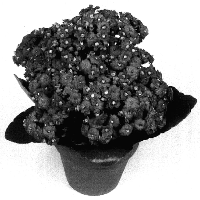 Figure 1 of US plant patent PP17794, the photograph of Taylor printed in the patent.