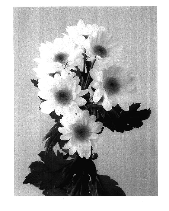 Figure 1 of US plant patent PP17795, the photograph of Dekpeso printed in the patent.