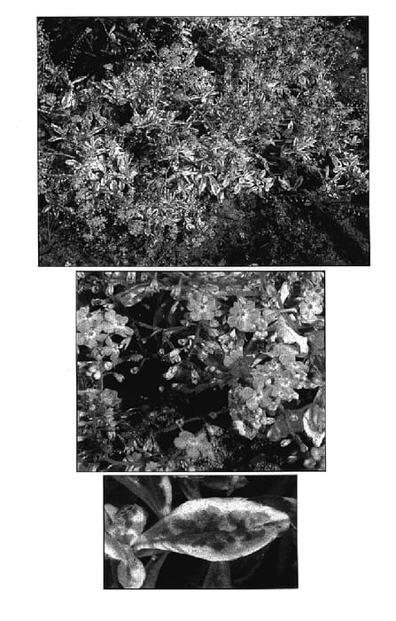 Figure 1 of US plant patent PP17796, the photograph of Unforgettable printed in the patent.