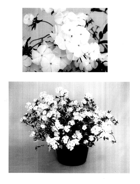 Figure 1 of US plant patent PP17797, the photograph of USPHLOTM6 printed in the patent.