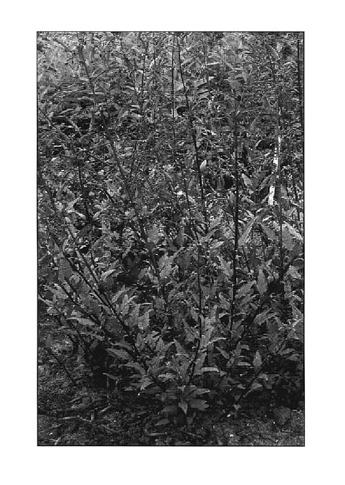 Figure 1 of US plant patent PP17798, the photograph of Passionate printed in the patent.