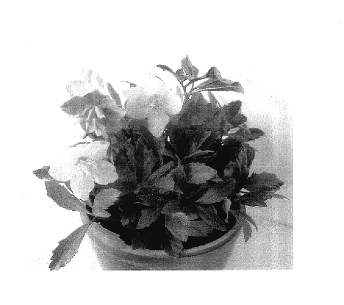 Figure 1 of US plant patent PP17799, the photograph of HGC Jacob printed in the patent.
