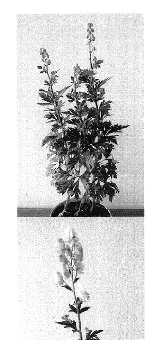 Figure 1 of US plant patent PP17800, the photograph of Cloudy printed in the patent.