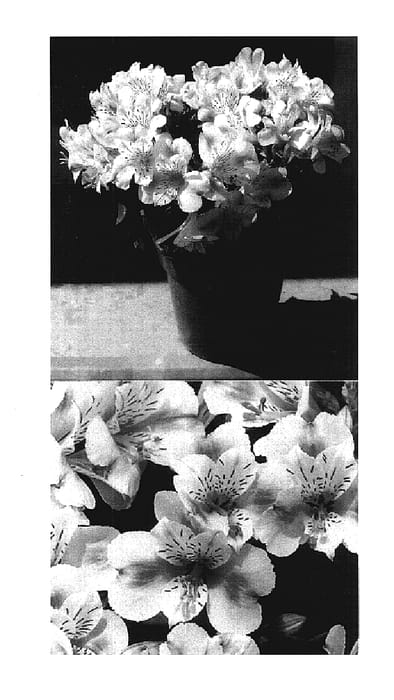 Figure 1 of US plant patent PP17801, the photograph of Natalie printed in the patent.