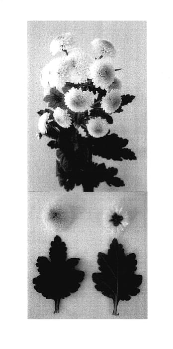 Figure 1 of US plant patent PP17802, the photograph of Jeanny White printed in the patent.