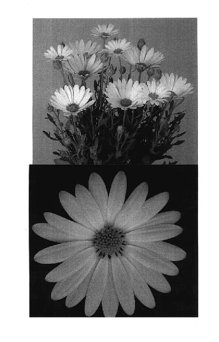 Figure 1 of US plant patent PP17803, the photograph of Lanaca printed in the patent.