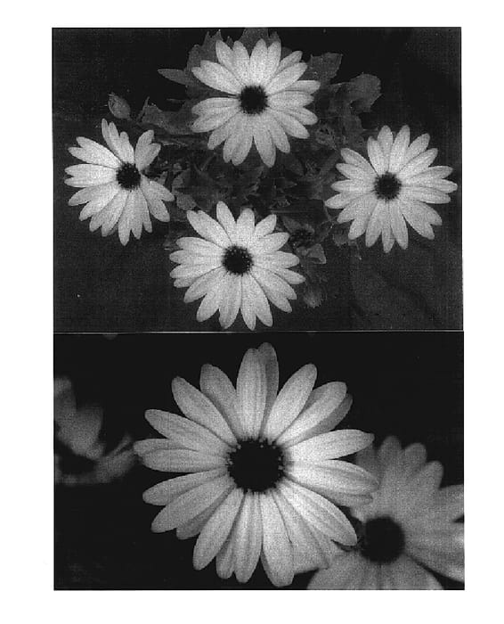 Figure 1 of US plant patent PP17804, the photograph of Lanaflo printed in the patent.