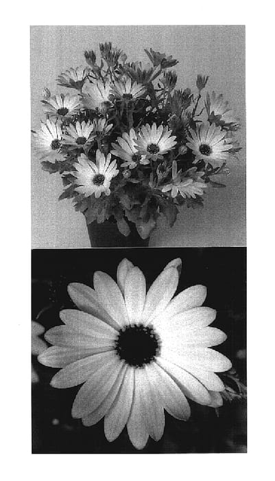 Figure 1 of US plant patent PP17805, the photograph of Lanapal printed in the patent.