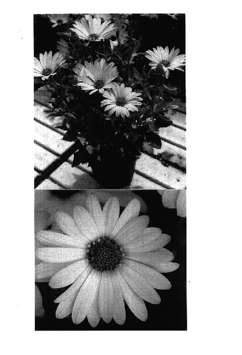 Figure 1 of US plant patent PP17806, the photograph of Lanavalia printed in the patent.