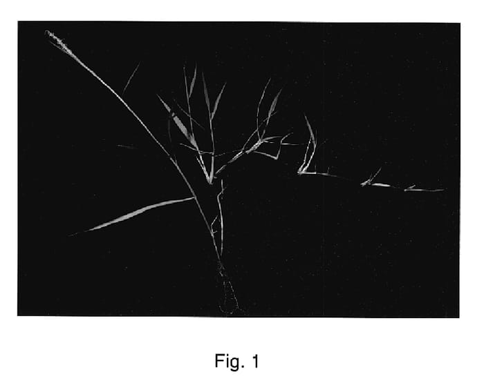 Figure 1 of US plant patent PP17808, the photograph of 6136 printed in the patent.