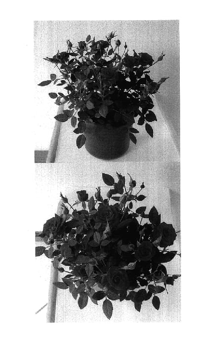 Figure 1 of US plant patent PP17809, the photograph of Evera 141 printed in the patent.