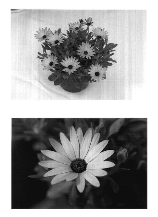 Figure 1 of US plant patent PP17810, the photograph of Wesosora printed in the patent.