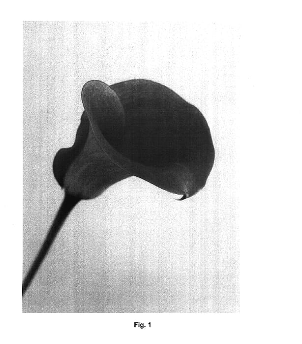 Figure 1 of US plant patent PP17811, the photograph of Picante printed in the patent.