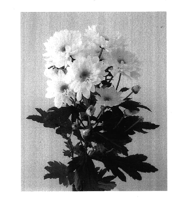 Figure 1 of US plant patent PP17812, the photograph of Mona Lisa Cream printed in the patent.
